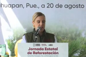 Sembrarán 177 mil árboles en el estado