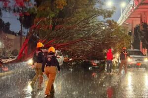 Por fuerte lluvia, cayó árbol sobre tres vehículos en el bulevar Hermanos Serdán