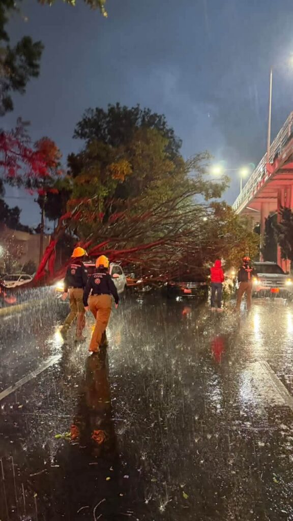 Por fuerte lluvia, cayó árbol sobre tres vehículos en el bulevar Hermanos Serdán