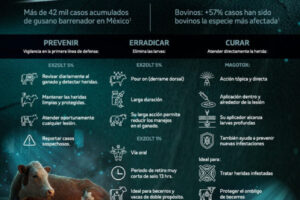 Por gusano barrenador, cae 5.2% el sacrificio de ganado bovino en Puebla capital