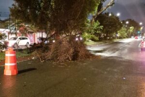 Lluvias derriban árboles y derraman coladeras