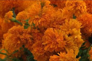 Redes: 7 de cada 10 flores de cempasúchil que se producen en México son sembradas en Puebla